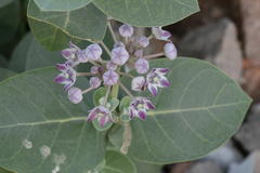Calotropis procera